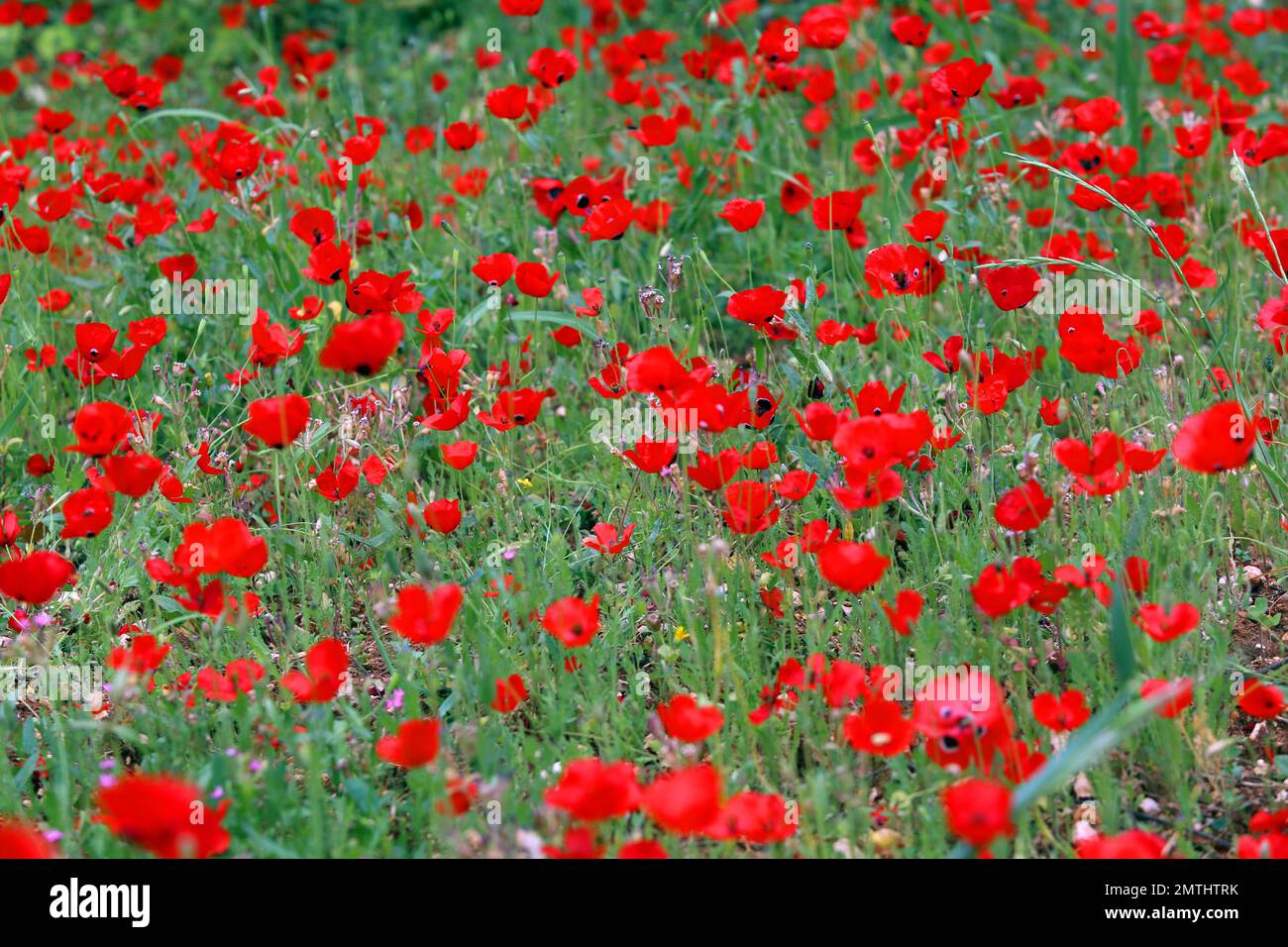 Champ de coquelicots verts Banque D'Images