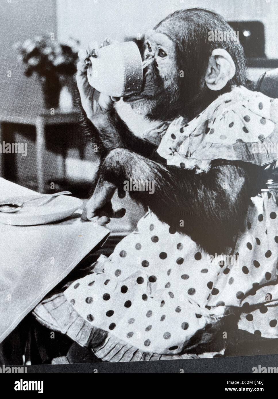 Conseils PG Brooke Bond conseils PG chimpanzé Rosie dans la campagne publicitaire 1956 conçue par l'agence Spottiswood Banque D'Images