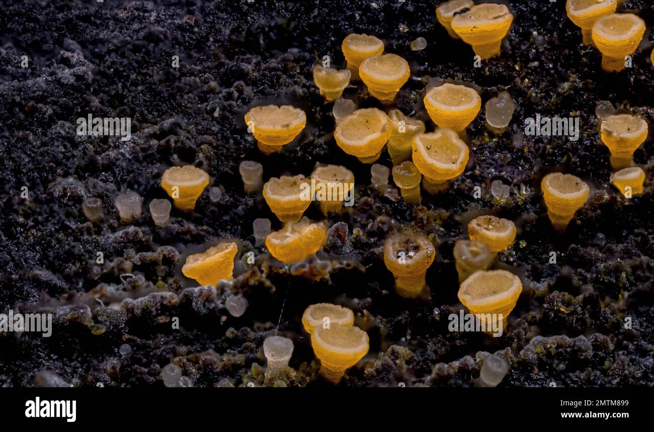 Un gros plan de Bisporella citrina, le champignon des tasses de fée jaunes Banque D'Images