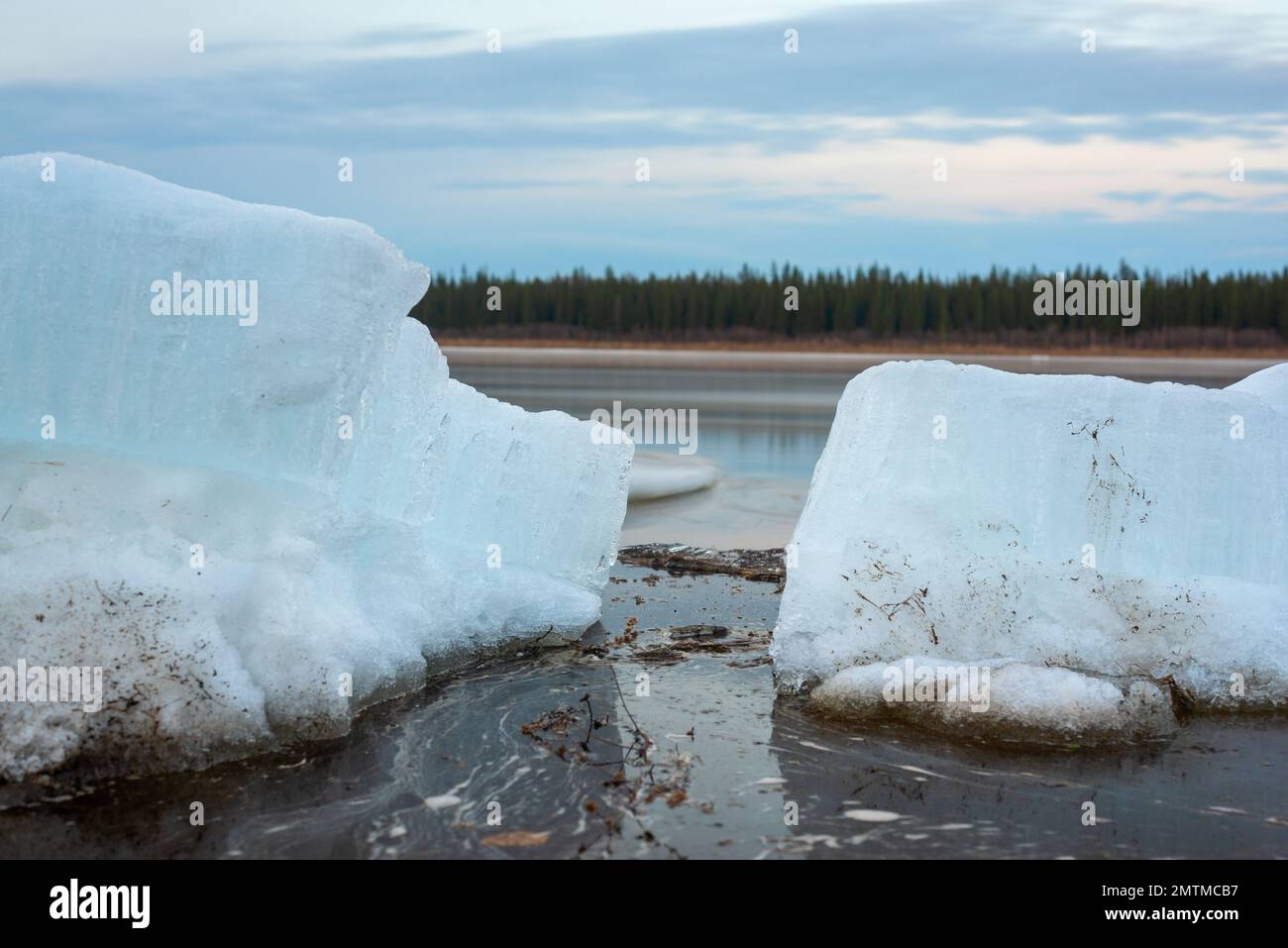 Les banquise se trouvent sur les rives de la rivière Vilyui dans les eaux peu profondes de Yakutia, sur fond d'arbres forestiers et de mouvement du courant d'eau. Banque D'Images