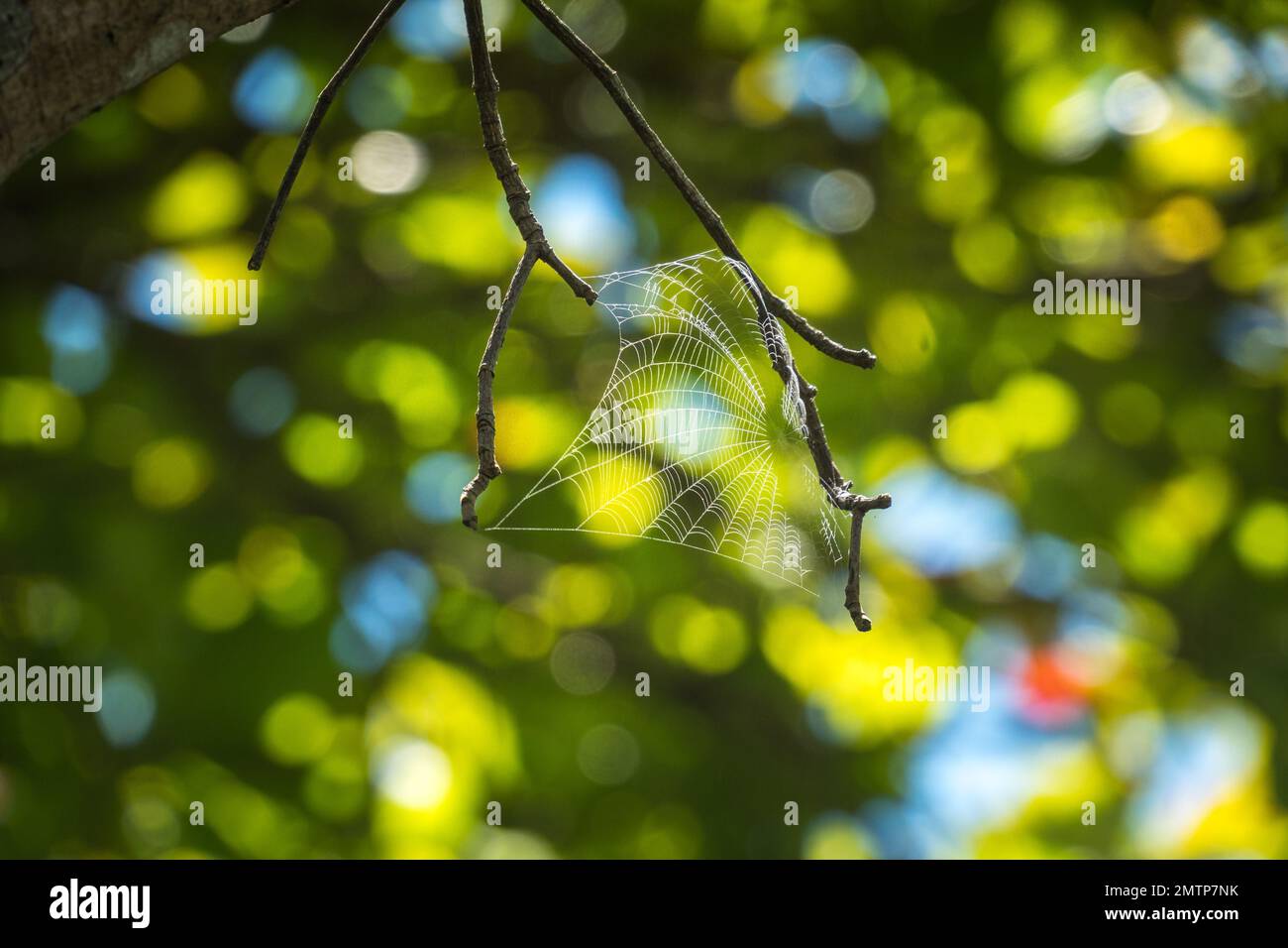 Une toile d'araignée accrochée à la branche de l'arbre Banque D'Images