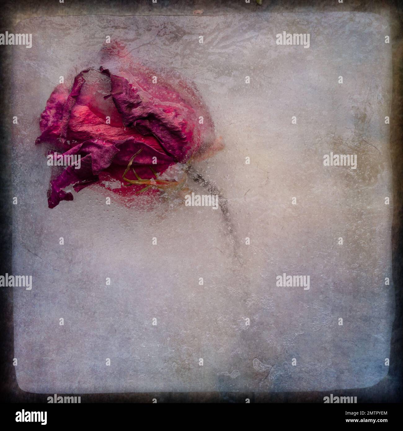 Fleur gelée dans la glace avec texture Banque D'Images