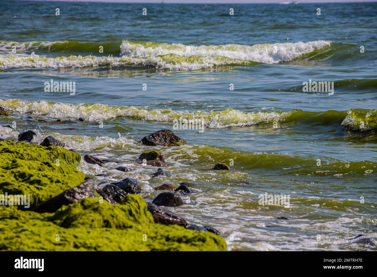 Pierres couvertes d'algues sur la plage de sable de la mer au soleil et aux petites vagues. Banque D'Images