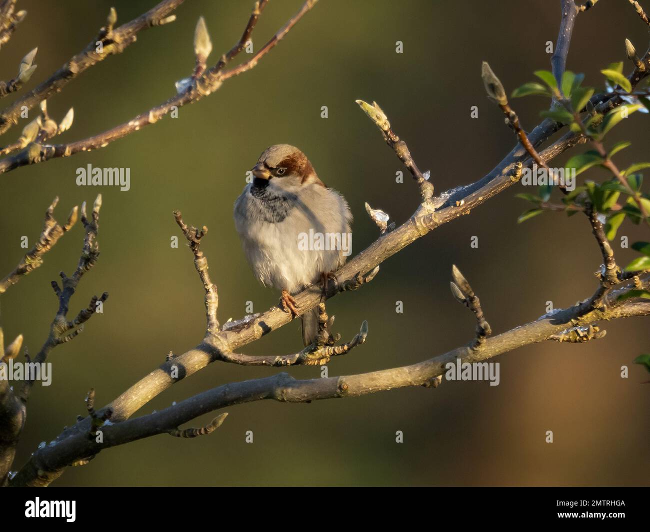 Maison Sparrow (Passer domestics) abritant dans un buisson Banque D'Images