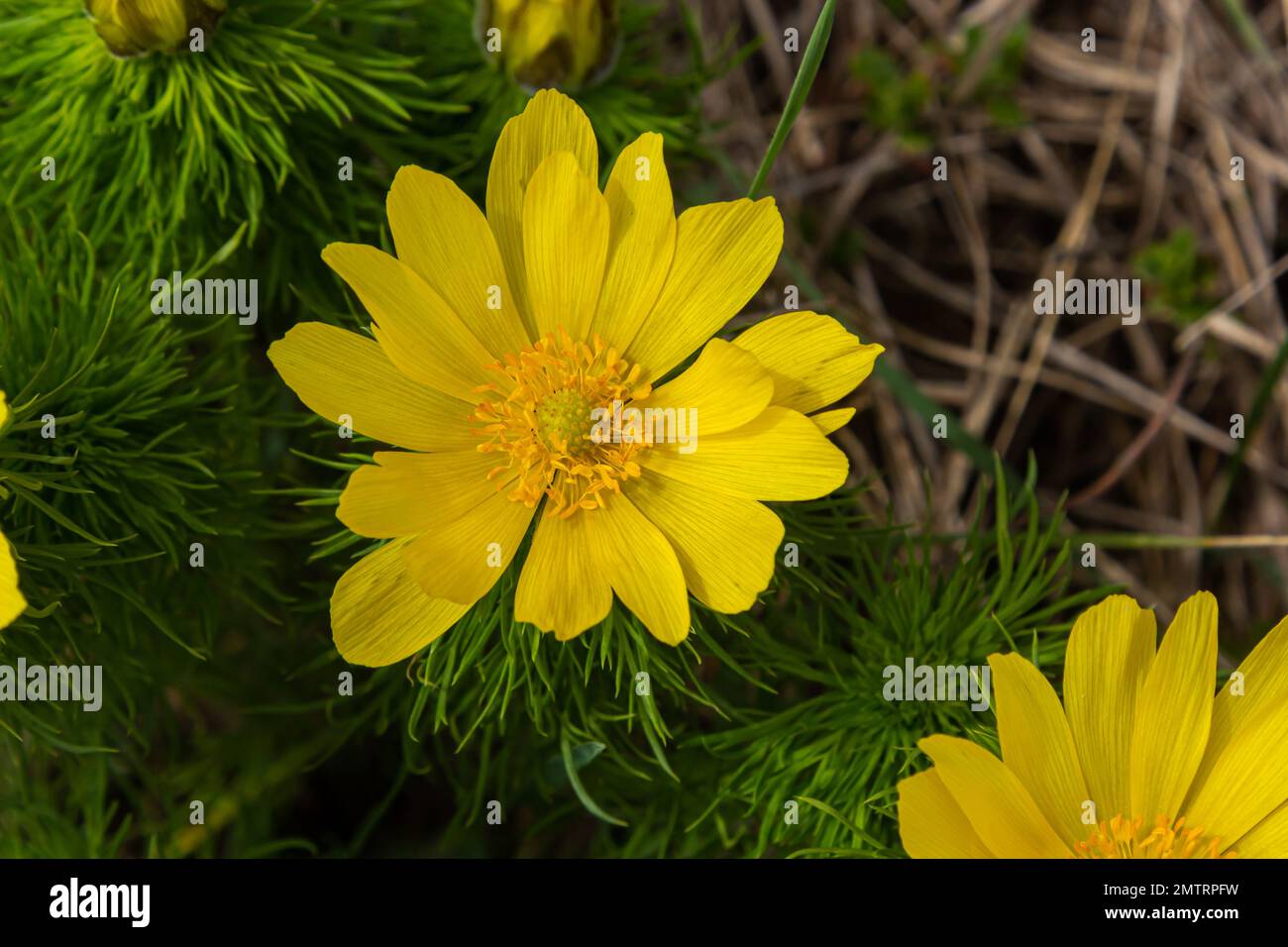 Fleurs de forêt jaune Adonis vernalis, oeil de faisan, oeil de faisan de printemps, oeil de faisan jaune, fausse hellebore. La plante est toxique, conteneui Banque D'Images