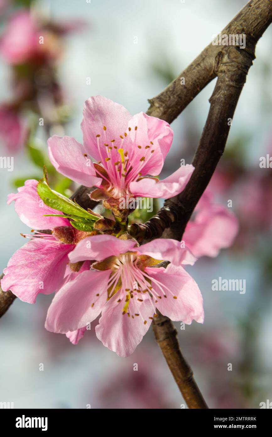 Fleurs de péach roses Blooming sur arbre de pêche en fond ciel bleu, mise au point sélective. Banque D'Images