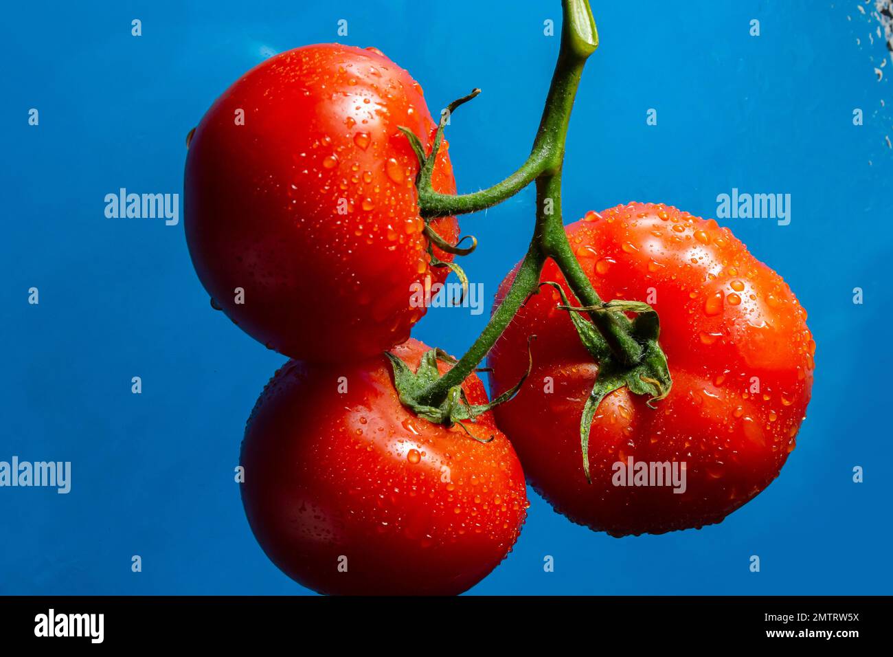 Tomates rouges avec gouttes d'eau sur fond bleu. Banque D'Images