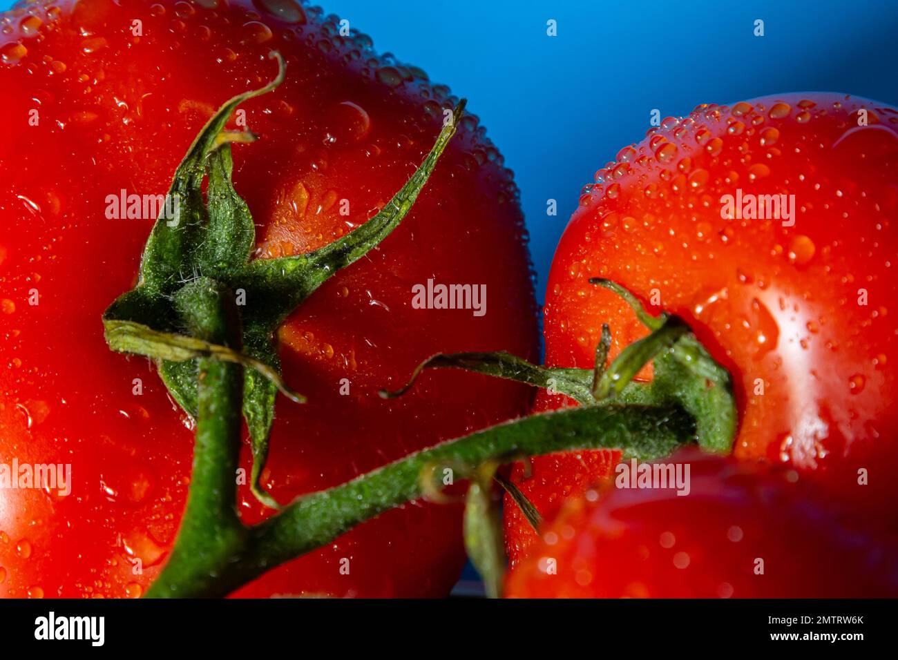Tomates rouges avec gouttes d'eau sur fond bleu. Banque D'Images