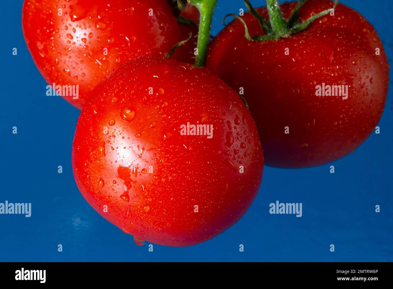 Tomates rouges avec gouttes d'eau sur fond bleu. Banque D'Images