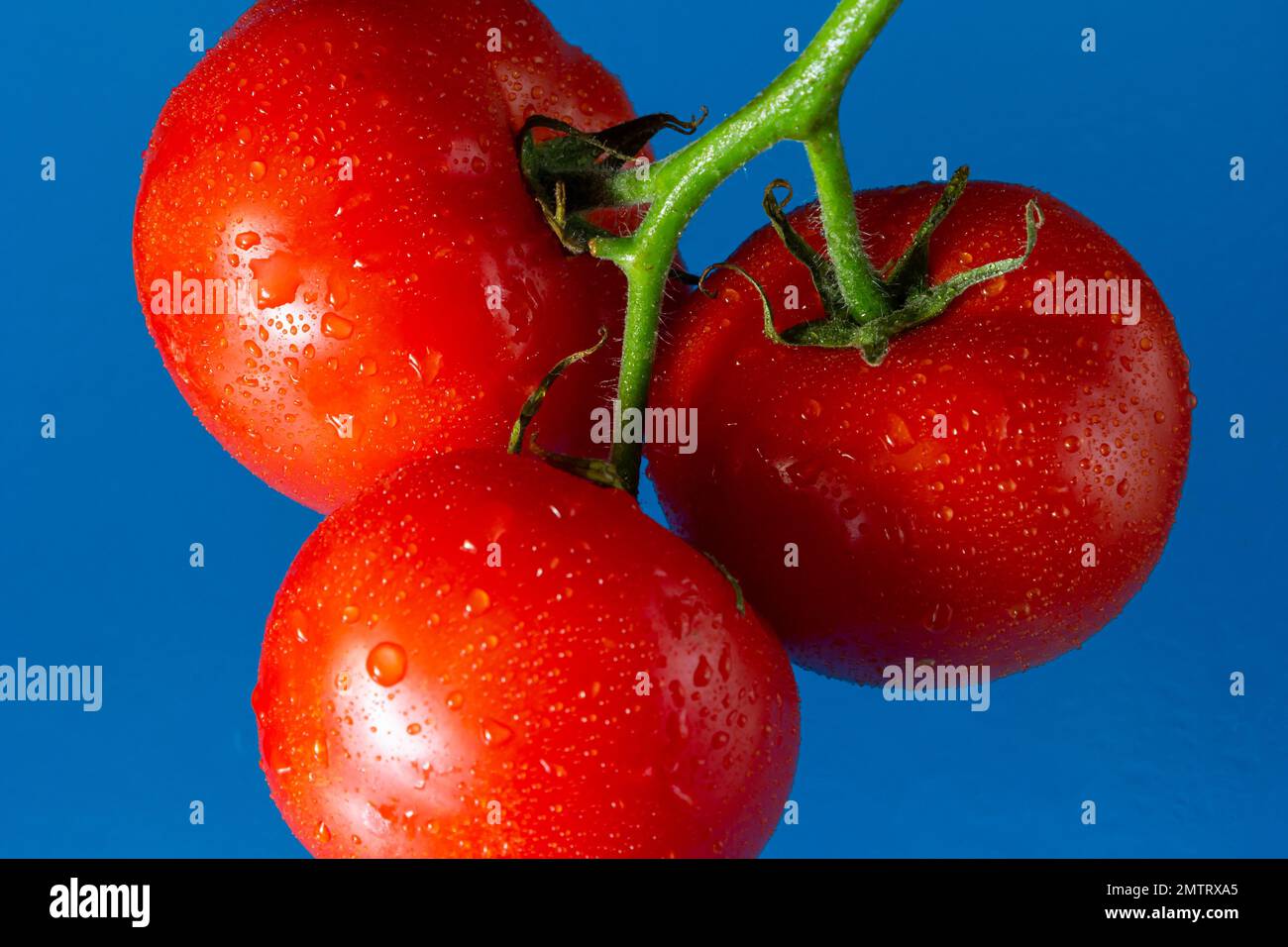 Tomates rouges avec gouttes d'eau sur fond bleu. Banque D'Images
