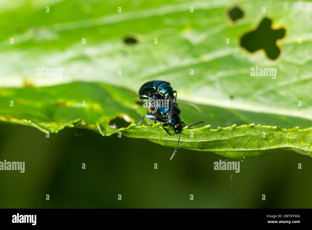 Altica est un grand genre de poux de la sous-famille des Galerucinae, avec environ 300 espèces, distribuées presque partout dans le monde. Banque D'Images