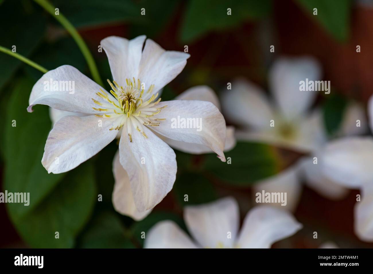 Mur de briques grimpantes de clématis à fleurs blanches Banque D'Images