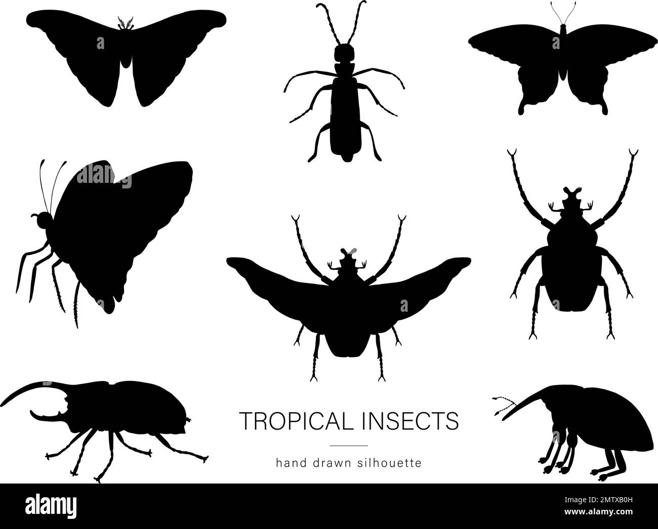 Ensemble vectoriel d'insectes tropicaux. Silhouettes noires dessinées à la main de la teigne de l'atlas, du charançon, du papillon, du goliath, du coléoptère Hercules, Vol espagnol. Ensemble de boiss tropique Illustration de Vecteur