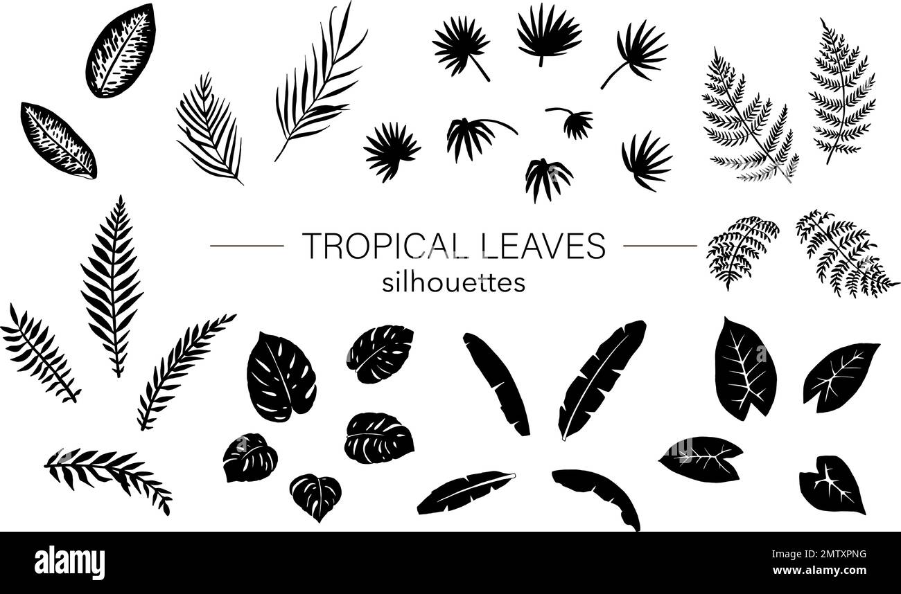 Ensemble vectoriel de feuilles de plantes tropicales silhouettes. Pochoirs de feuillage de jungle. Palmier dessiné à la main, banane, monstère, dieffenbachia, fougère, alocasie. Illustration de Vecteur Ensemble vectoriel de feuilles de plantes tropicales silhouettes. Pochoirs de feuillage de jungle. Palmier dessiné à la main, banane, monstère, dieffenbachia, fougère, alocasie. Illustration de Vecteur