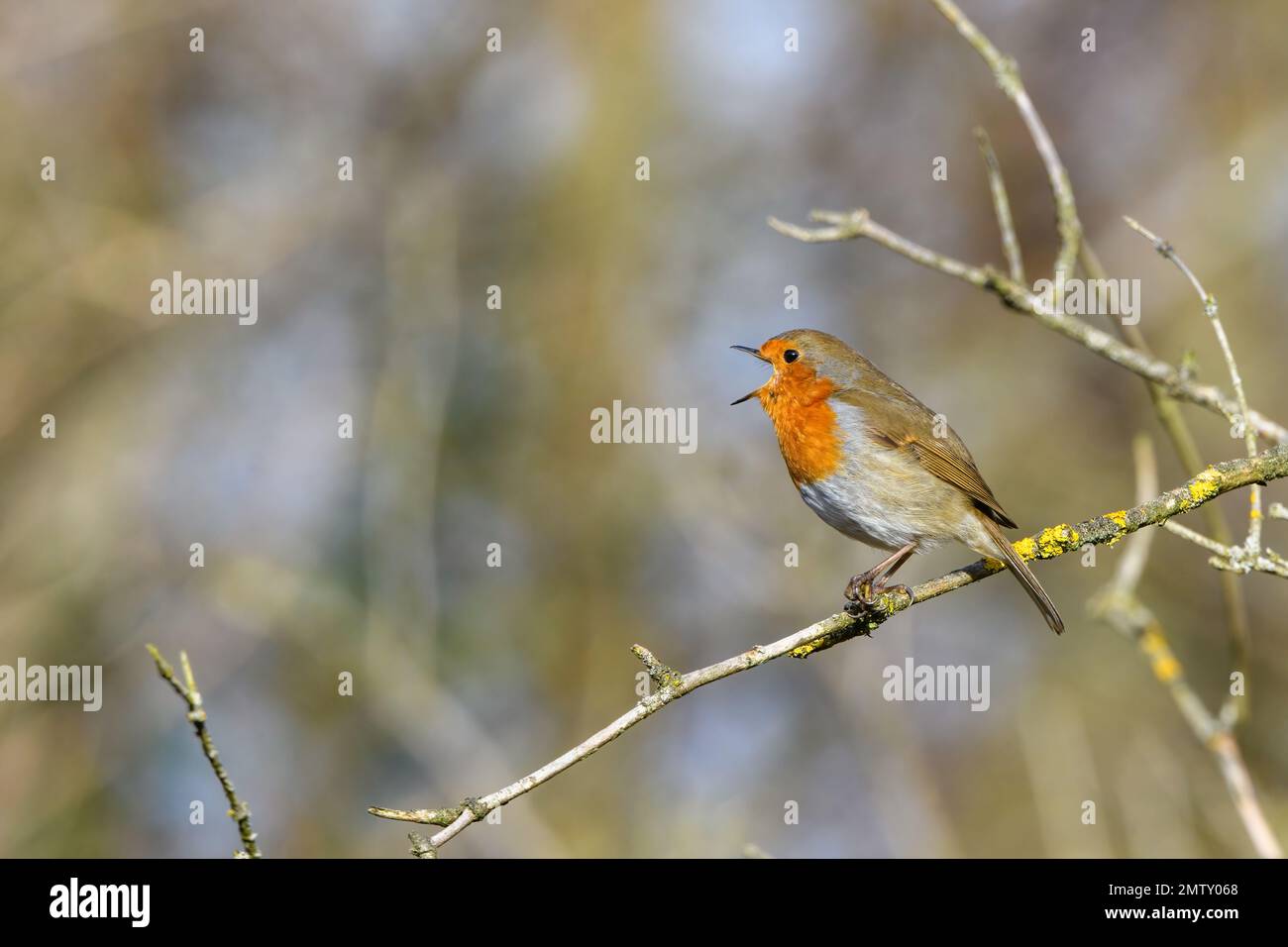 Robin eurasien, erithacus Rubecula, perché sur une branche d'arbre, chantant. Hiver, vue latérale, vue à gauche Banque D'Images