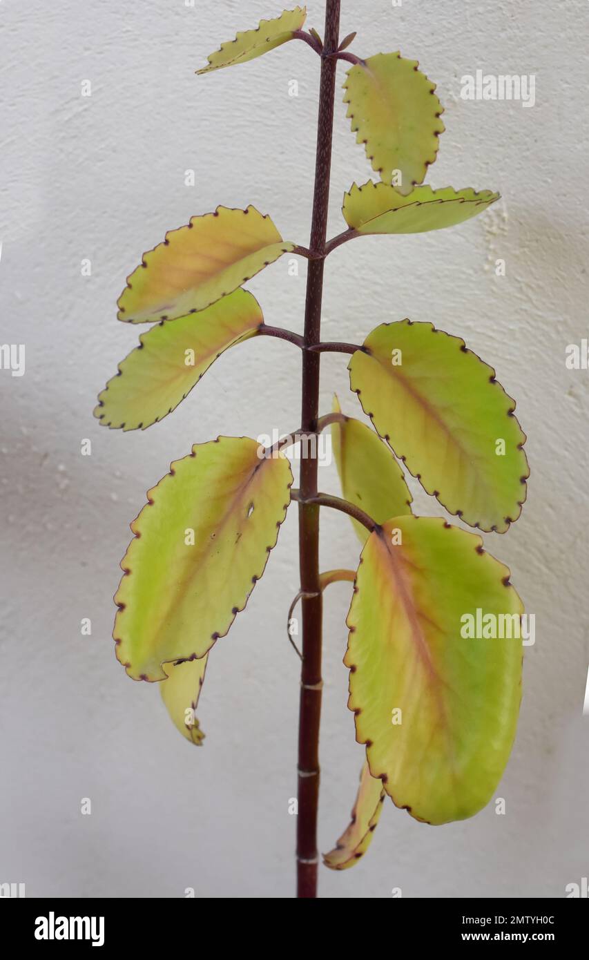 Le Bryophyllum pinnata coloré laisse sur un mur Banque D'Images