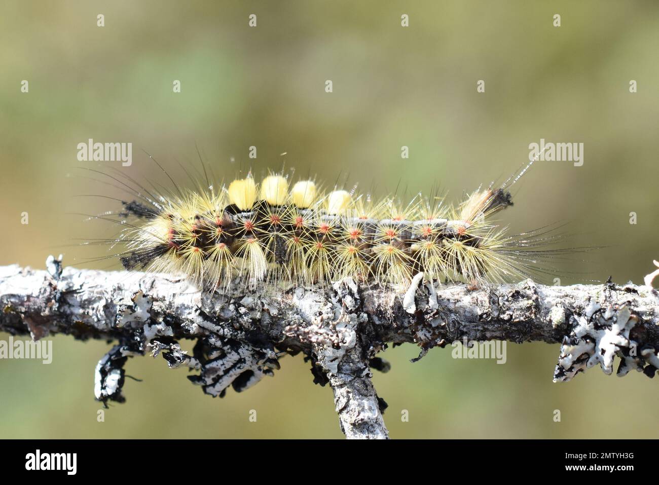 Orgyia archastonth Rusty Sock caterpillar sur un bâton Banque D'Images