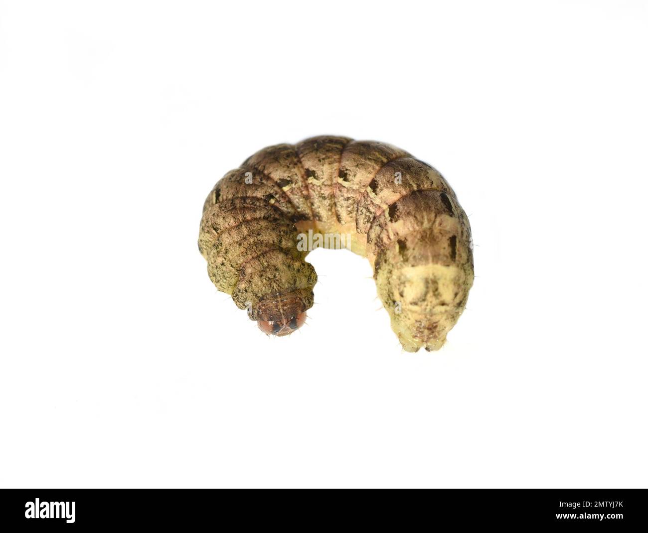 Caterpillar des grandes ailes jaune papillon nocturne de Noctua pronuba sur fond blanc Banque D'Images
