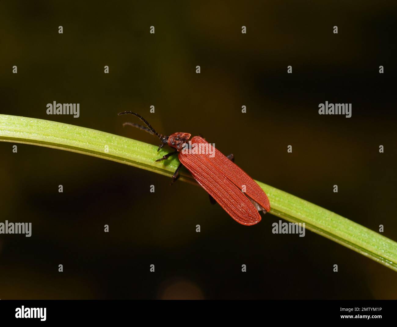 Le coléoptère doré rouge Dictyoptera aurora sur une feuille verte Banque D'Images