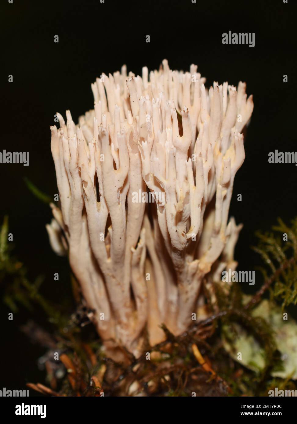 Le champignon de corail Ramaria suecica dans une forêt Banque D'Images
