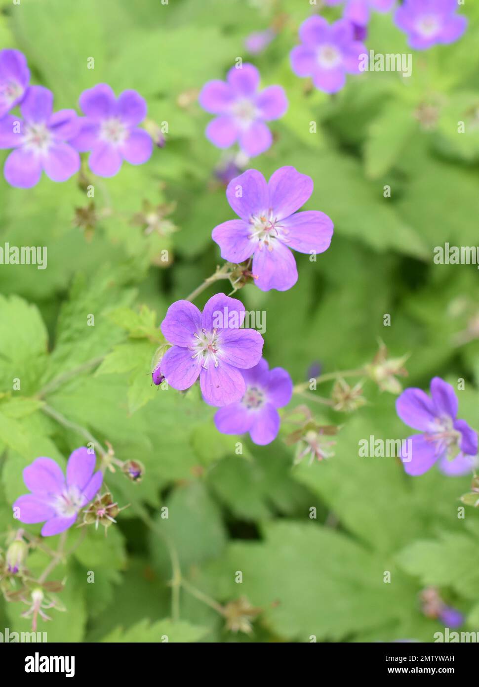 Géranium des bois Geranium sylvaticum floraison de fleurs violettes Banque D'Images