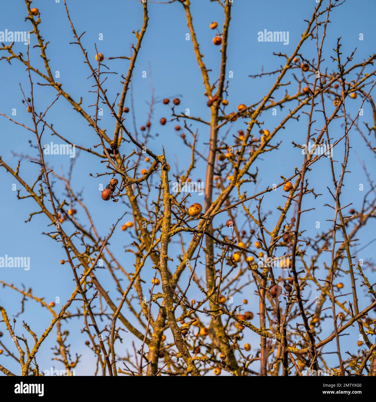 Gros plan des tiges d'un pommier à crabe en hiver portant les derniers fruits de l'automne. Vu contre un ciel bleu. Banque D'Images