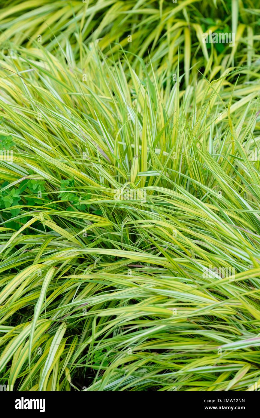 Hakonechloa macra, Aureola, hakonechloa doré, herbe à feuilles caduques, à rayures vertes, feuilles jaunes Banque D'Images