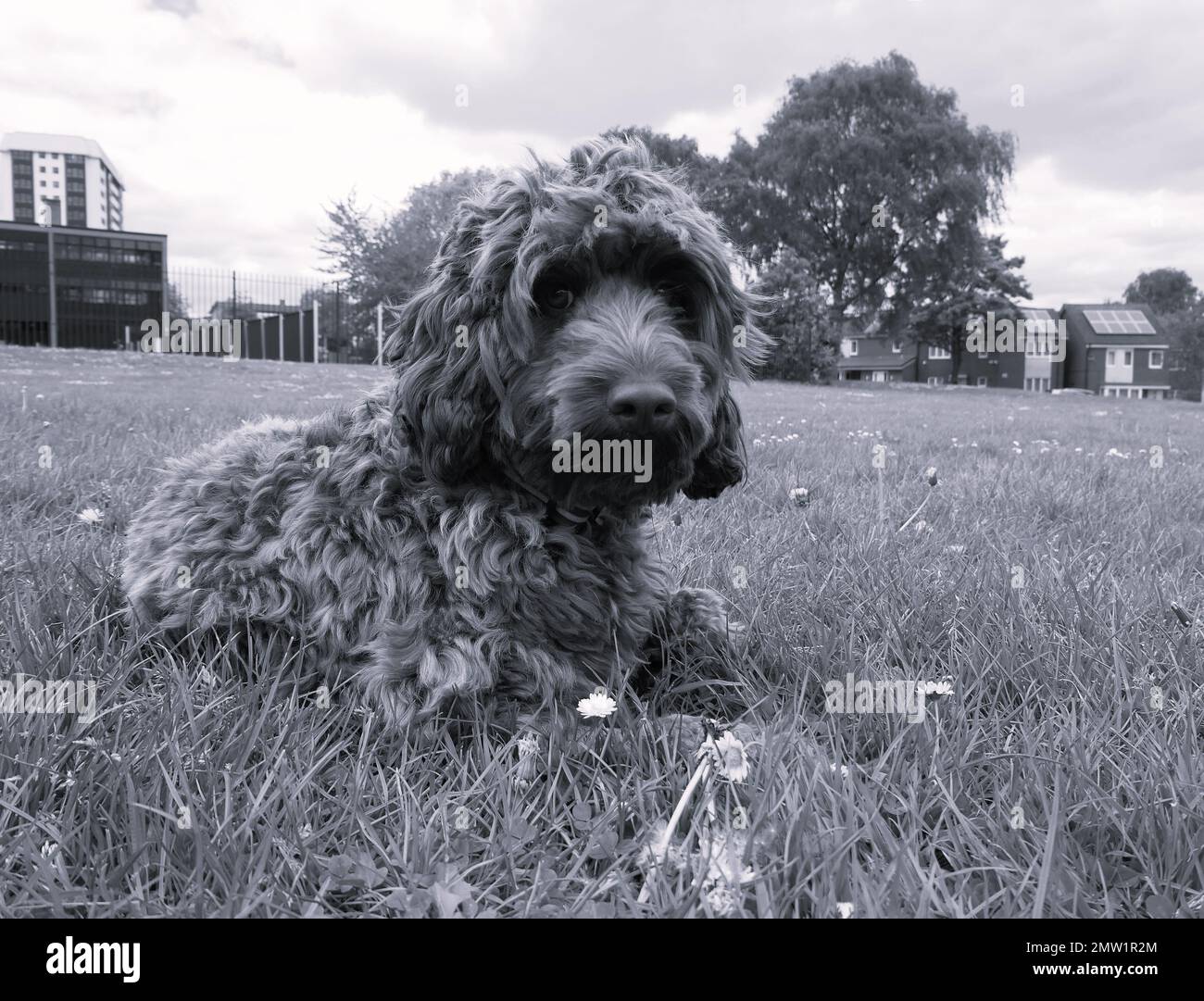 Noir et blanc mignon Cockapoo Puppy brun froid dans le jardin Banque D'Images