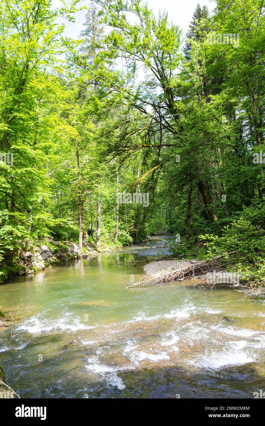 Piscine de la forêt Banque D'Images