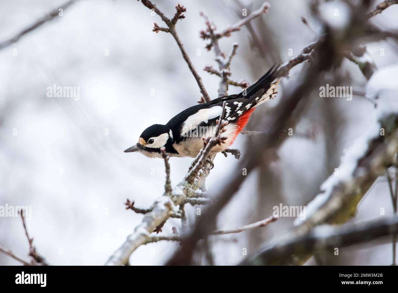 Grand pic à pois (Dendrocopos Major), oiseau femelle en hiver Banque D'Images