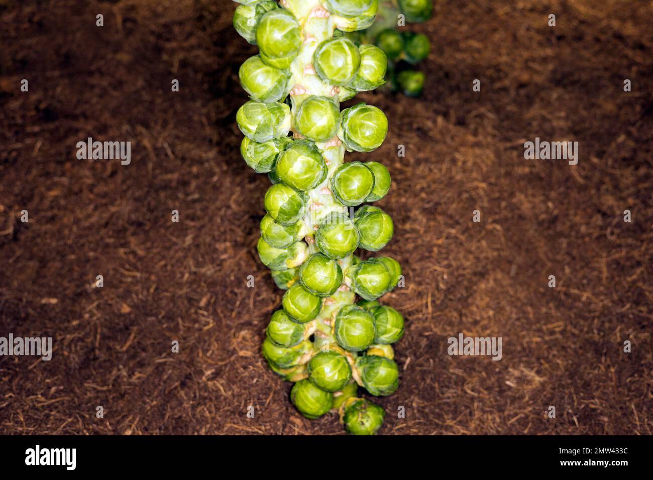 Choux de Bruxelles Banque D'Images