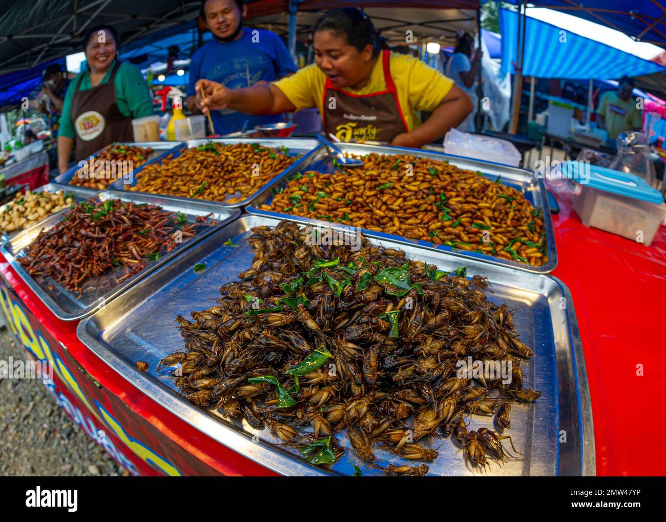 Janvier- 20- 2023- Chumphon Thaïlande, marché où les insectes et les larves d'insectes, les criquets, les criquets et autres insectes sont vendus sur les étals des paysans. Banque D'Images