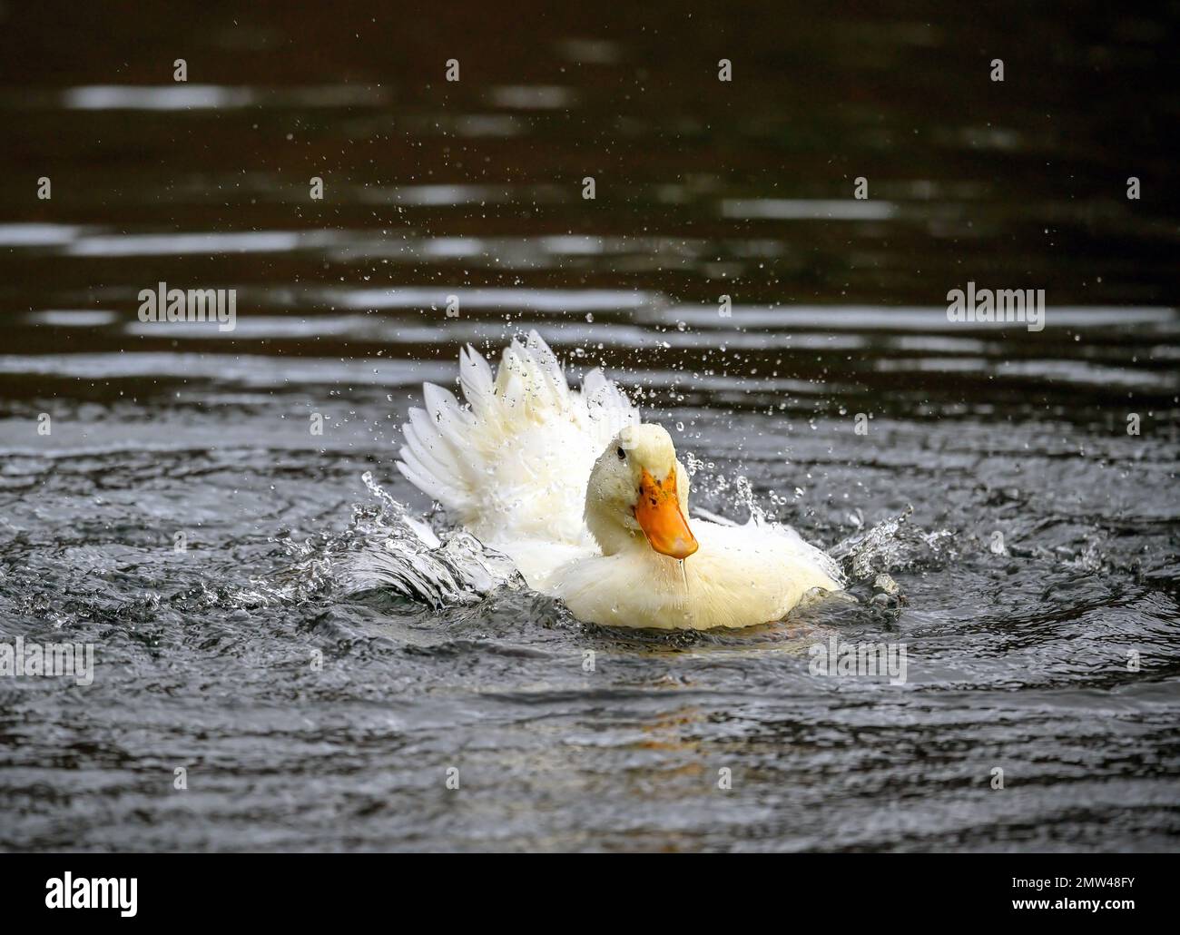 Un canard blanc rouffant ses plumes. Un canard sur l'un des étangs de Keston à Keston, Kent, Royaume-Uni. Banque D'Images