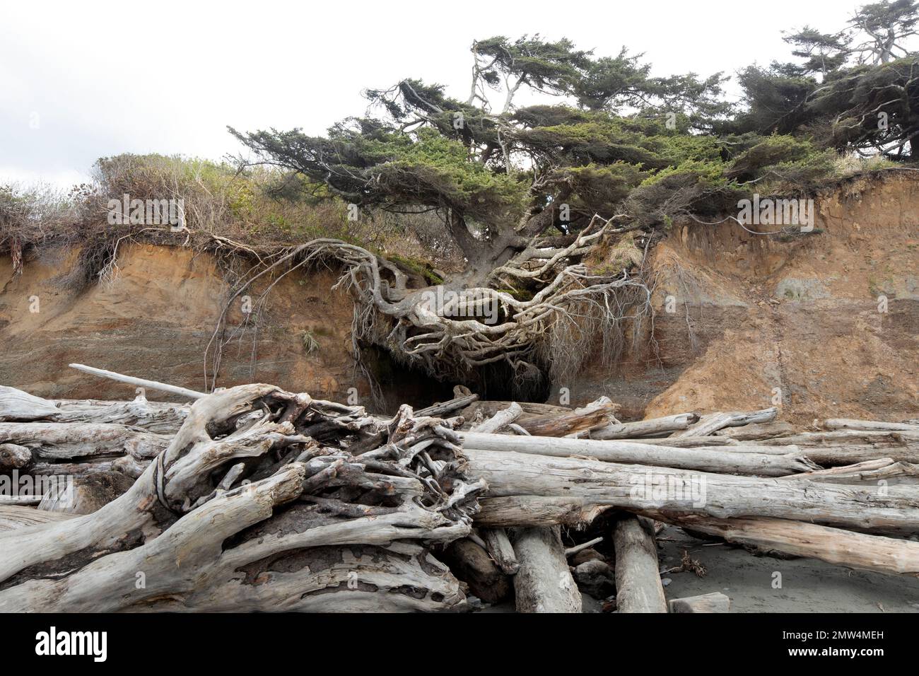 WA20795-00....WASHINGTON - The Tree of Life, également connu sous le nom de Kalaloch Tree, sur la plage de Kalaloch, dans le parc national olympique. Banque D'Images
