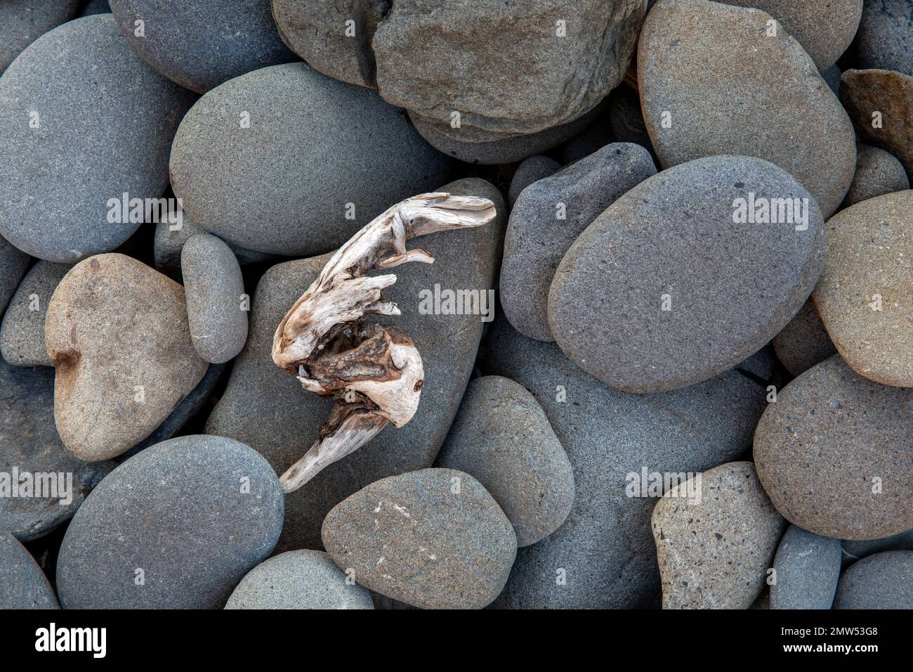 WA20827-00....WASHINGTON - bois flotté sur les rochers de Mosquito Creek dans le parc national olympique.nature Banque D'Images