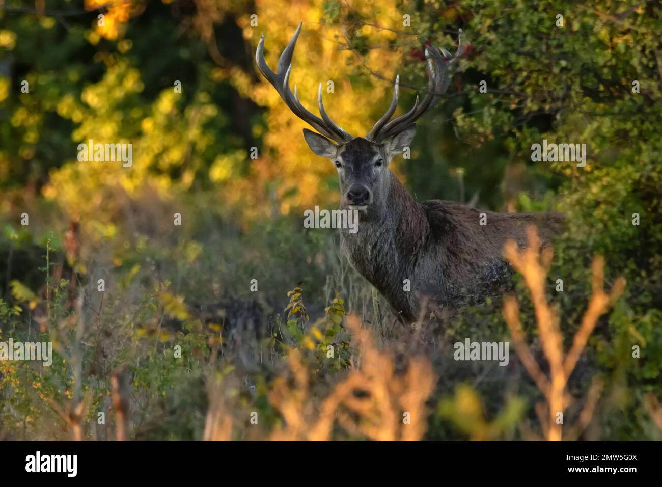 Le cerf de Virginie ou le Cervus elaphus se trouve dans le bois d'automne, parmi l'herbe et les arbres Banque D'Images