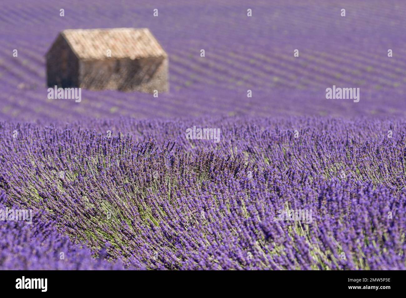 Vue panoramique sur le champ de lavande pourpre en Provence sud de la France avec cabane en pierre en arrière-plan Banque D'Images