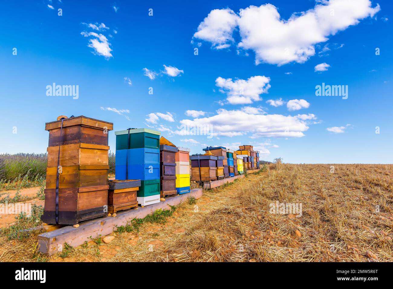 Vue panoramique sur les ruches d'abeilles colorées près du champ de lavande dans le sud de la Provence contre le ciel spectaculaire de l'été Banque D'Images