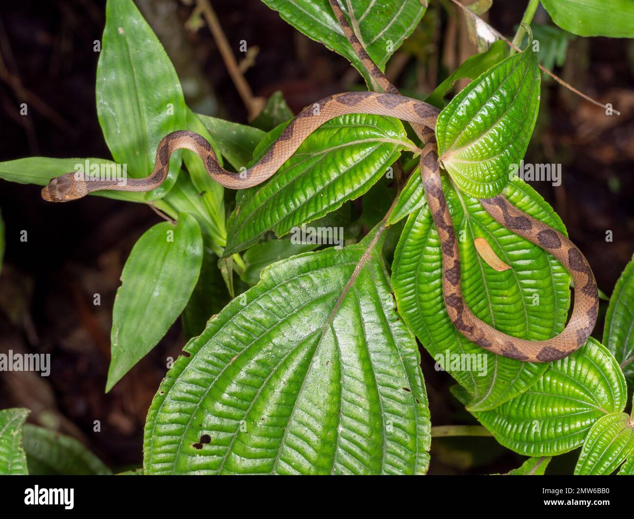 La couleuvre Ã oeil de chat commun (Leptodeira annulata) acticve de nuit dans la forêt tropicale d'une famille d'arbustes Melastomataceae, province d'Orellana, Equateur Banque D'Images