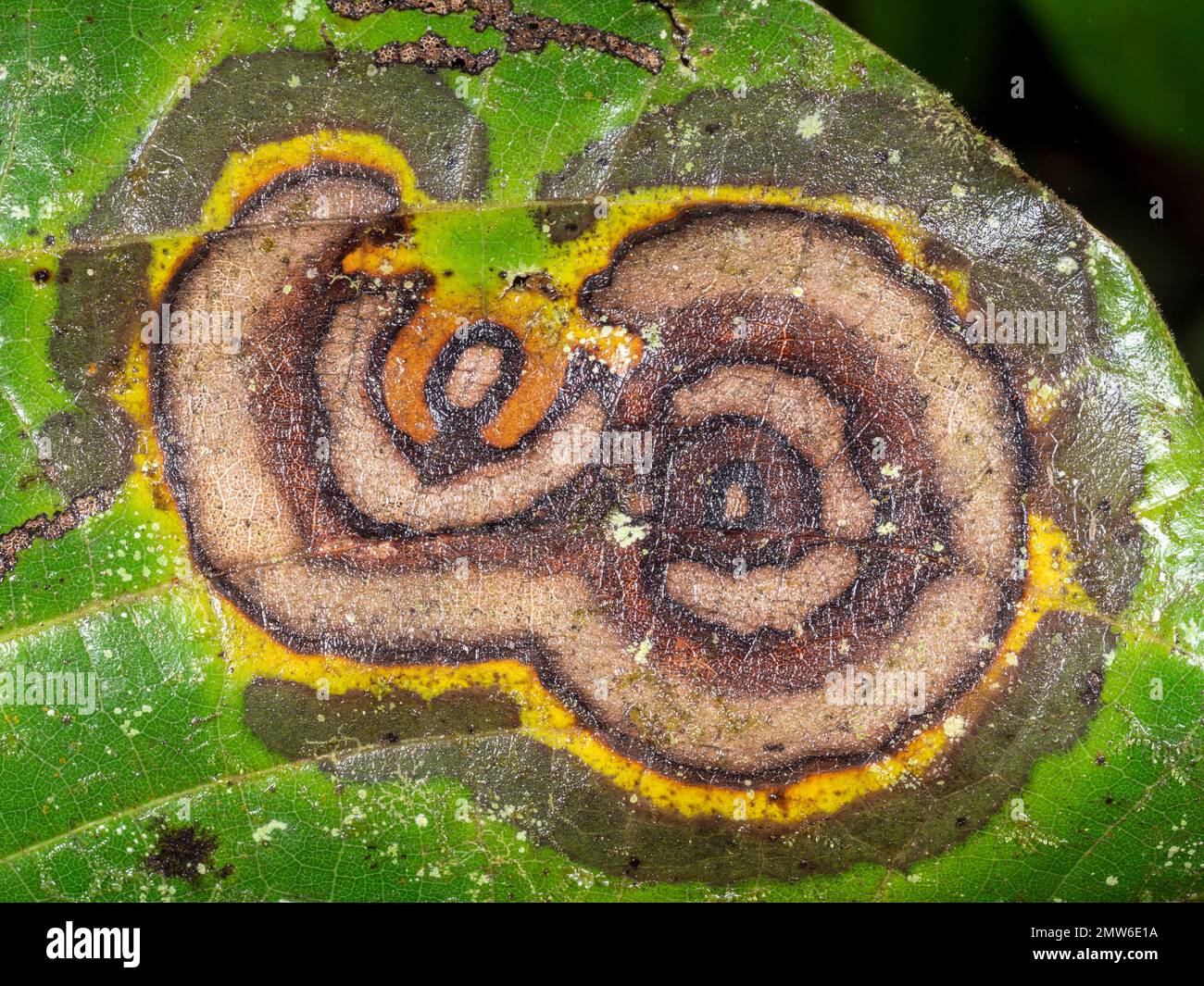 Feuille d'un arbuste de forêt tropicale infecté par une maladie fongique, province d'Orellana, Équateur Banque D'Images