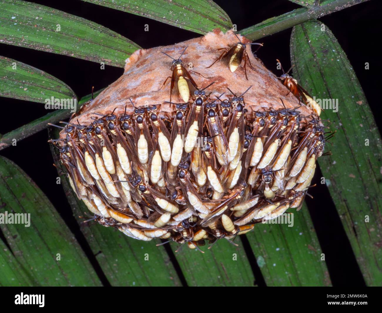 Nid de la guêpe sociale nocturne (Apoica pallens), accroché dans la forêt tropicale, province d'Orellana, Équateur Banque D'Images