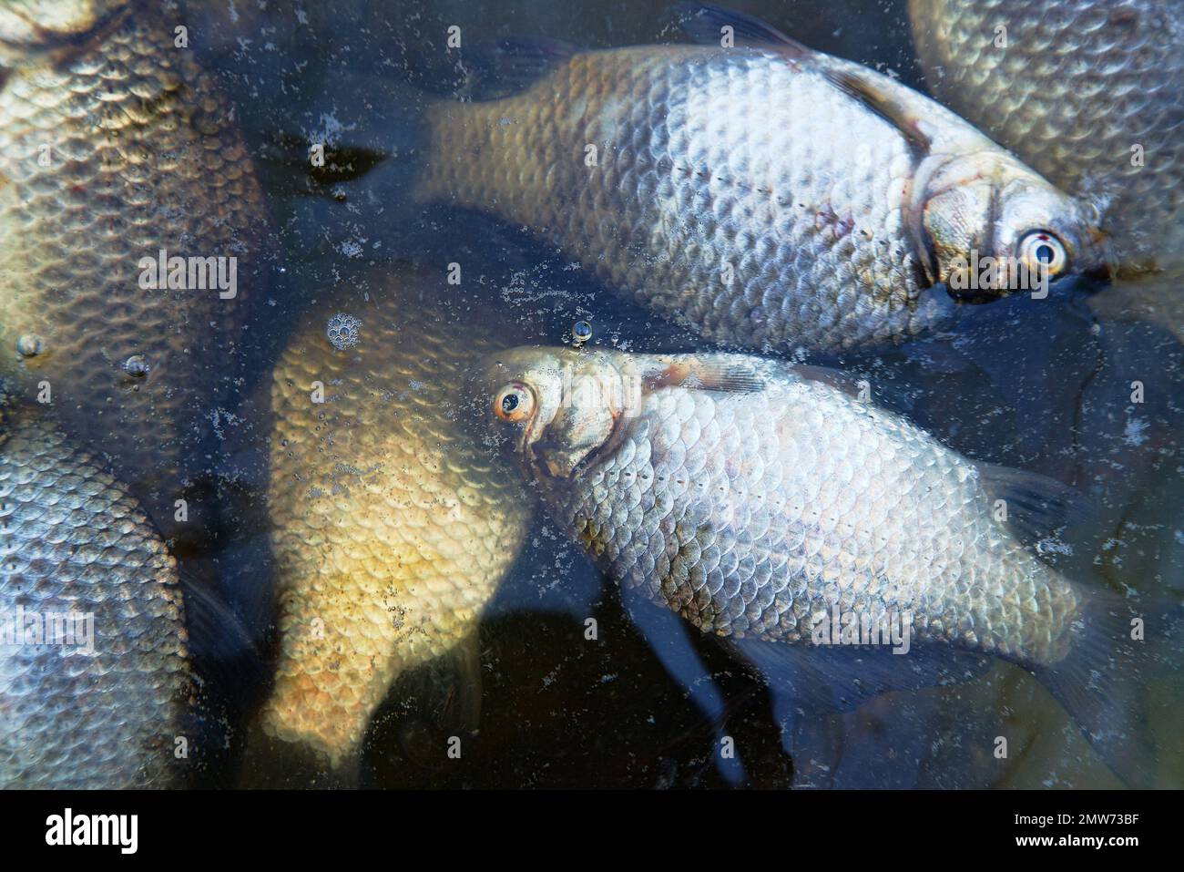 Poissons morts sur l'étang, empoisonnement de masse. Carpe de poisson clair sur fond sombre de l'eau d'automne sombre Banque D'Images