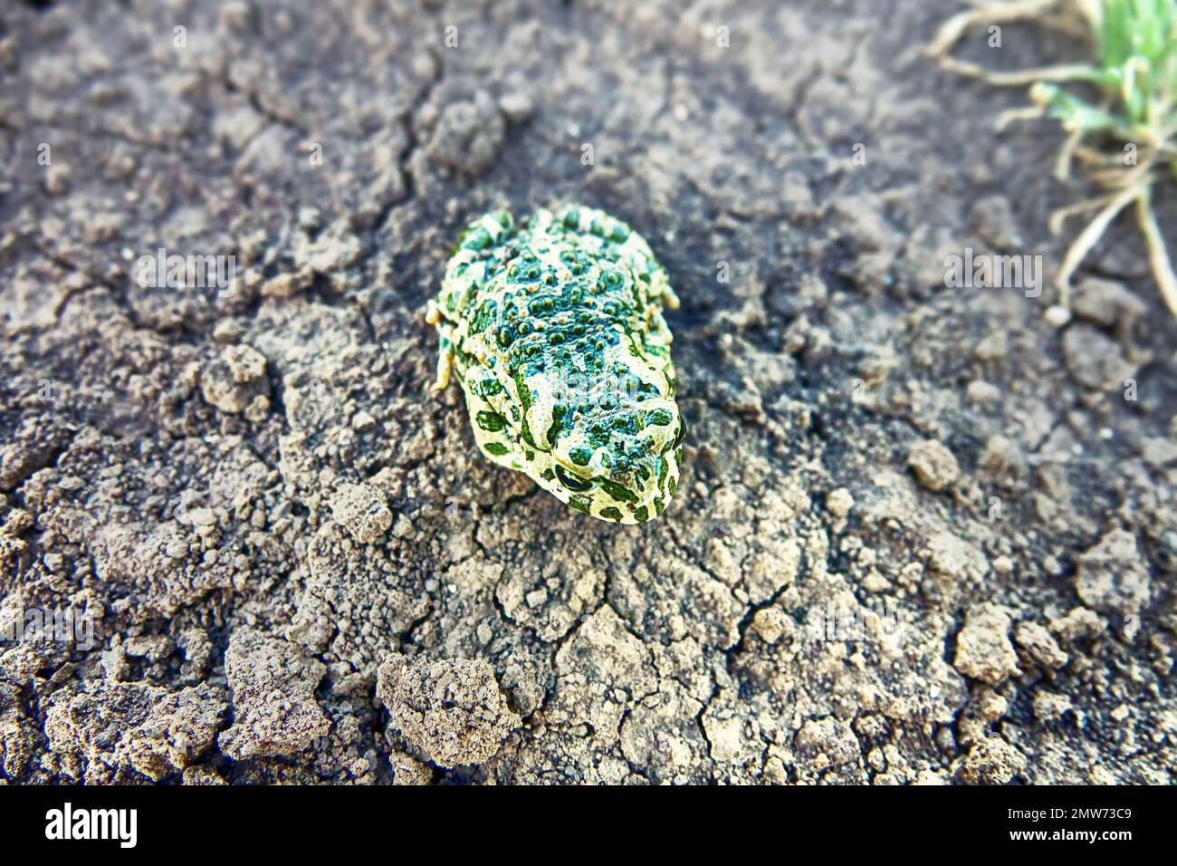 Un jeune crapaud vert européen (crapaud variable, Bufo viridis) sur terre sèche. Coloration assimilable (pas dans ce cas) et sécrétions toxiques sur la peau. Op Banque D'Images
