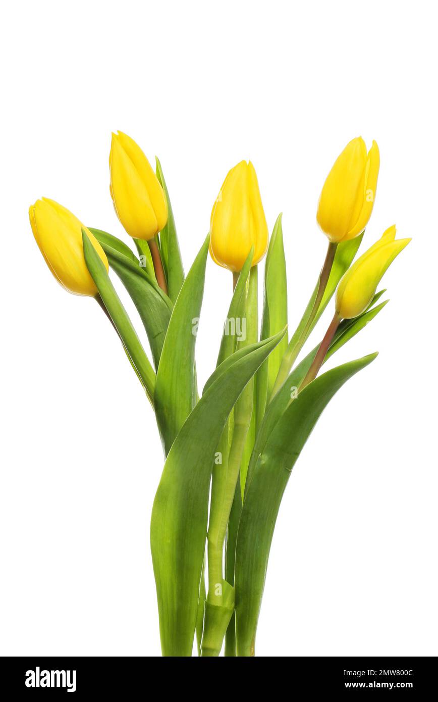 Arrangement de fleurs de tulipe jaune isolées sur un fond blanc Photo Stock  - Alamy