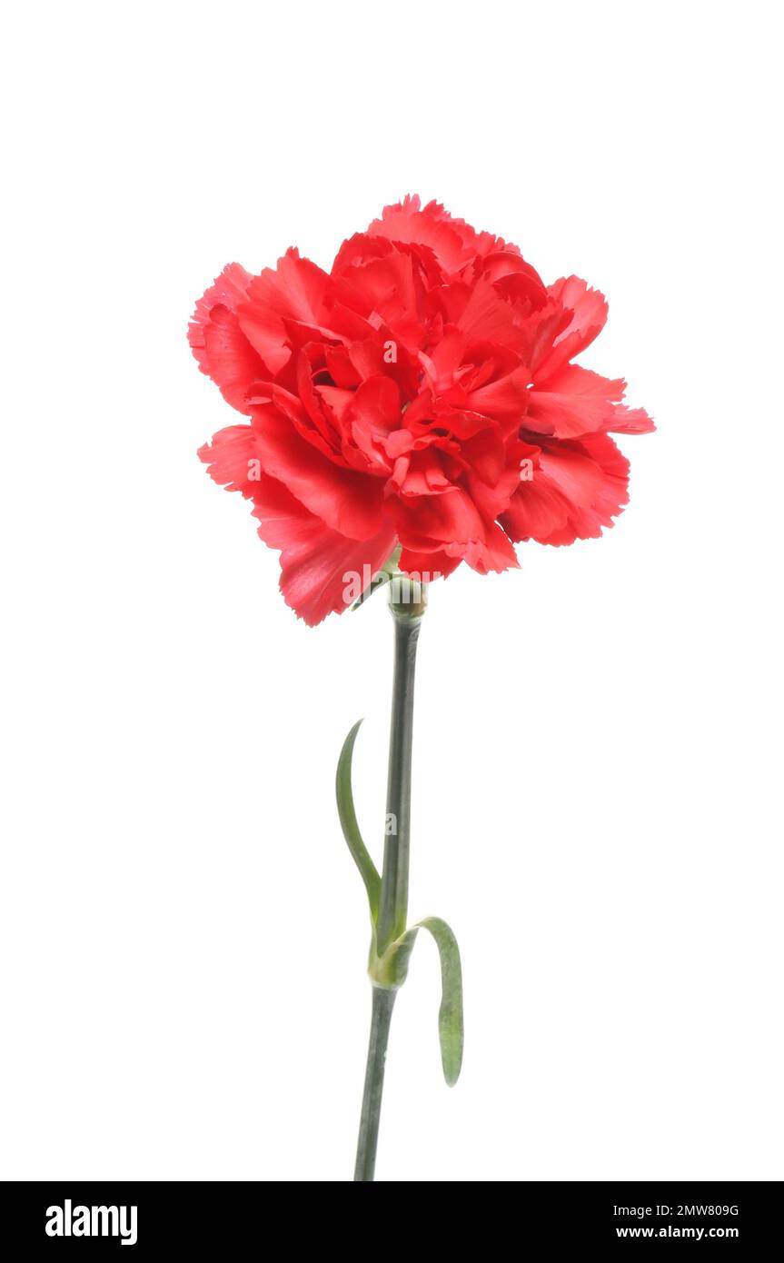 Fleur de carnation rouge isolée contre le blanc Banque D'Images