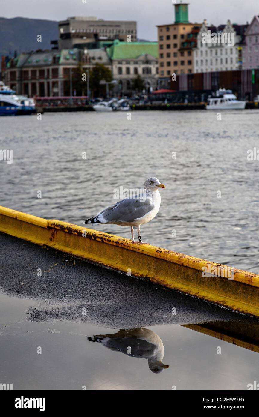 Un mouette sur un quai, dans le port de Bergen, en Norvège Banque D'Images