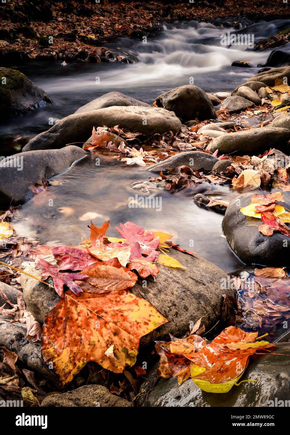 Vue pittoresque sur l'automne depuis le parc national des Smoky Mountains avec feuillage d'automne et ruisseau colorés Banque D'Images