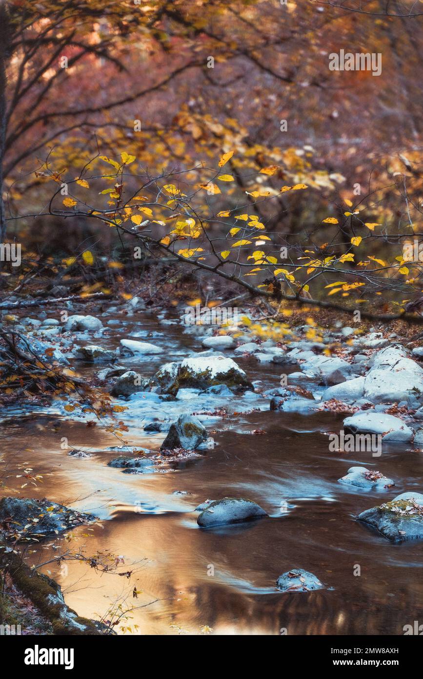 Vue pittoresque sur l'automne depuis le parc national des Smoky Mountains avec feuillage d'automne et ruisseau colorés Banque D'Images
