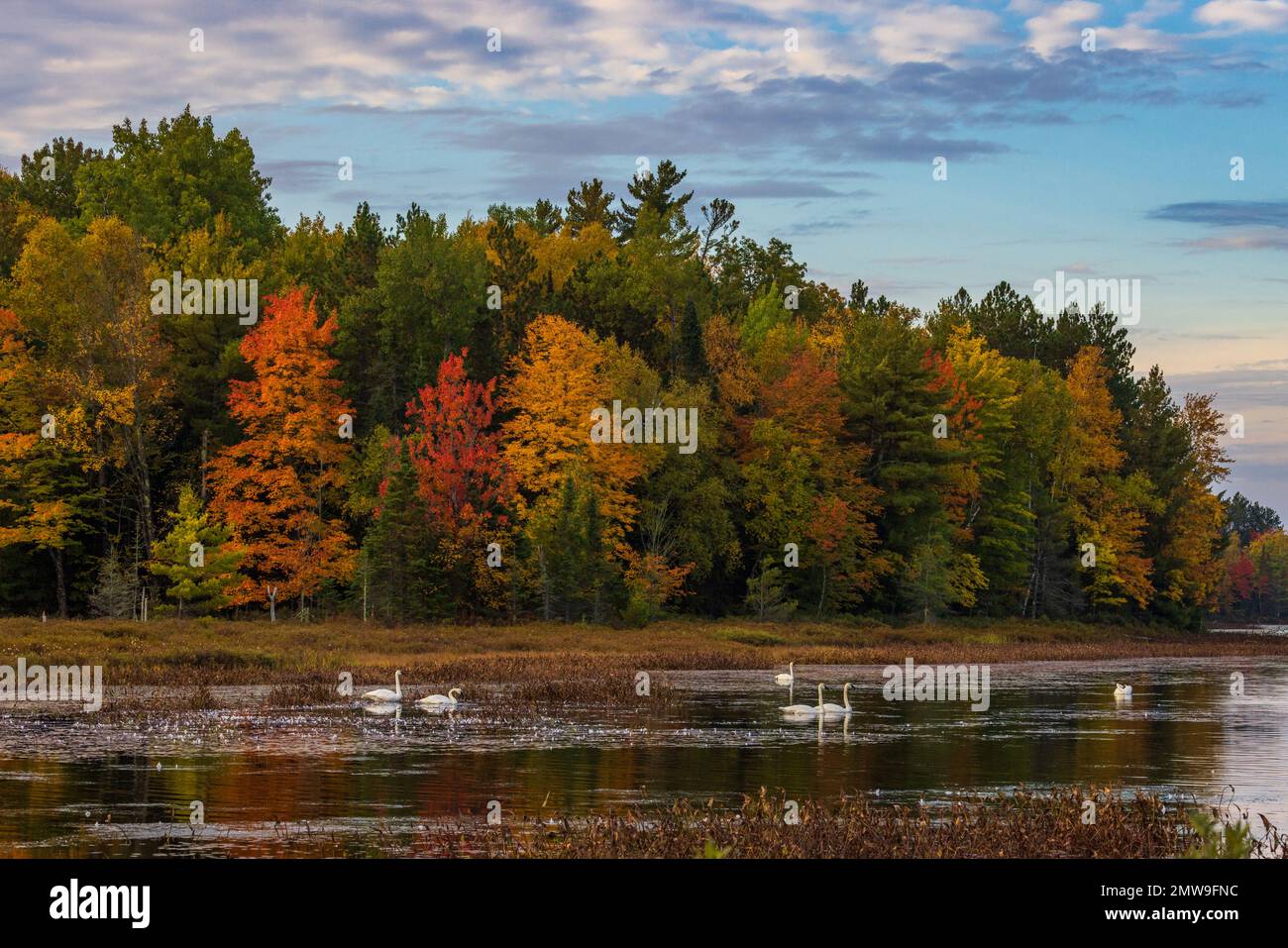 Les cygnes trompettes dans le nord du Wisconsin. Banque D'Images