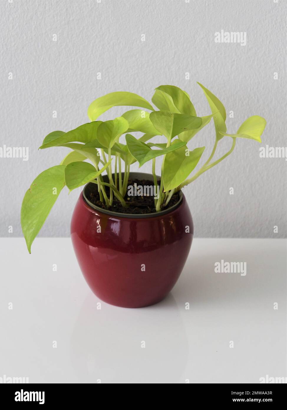 Maison au néon pothos (Epipremnum aureum). Feuilles vert clair, dans un pot de plante rouge, isolées sur fond blanc. Orientation portrait. Banque D'Images